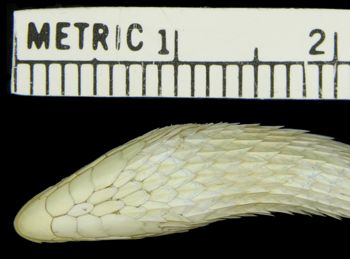Media type: image; Herpetology R-17736